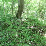 Курганный могильник (Хоруженцы), июнь 2015