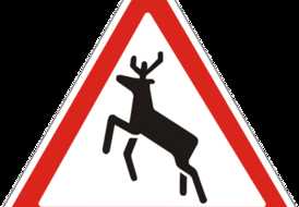 Живность на дороге