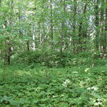 Курганный могильник (Буды), июнь 2015