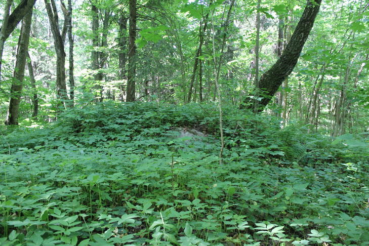 Курганный могильник