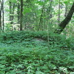 Курганный могильник (Буды), июнь 2015